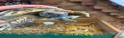 Hermann Tortoise reptiles for sale: Hermanns Tortoise  - Advert 6