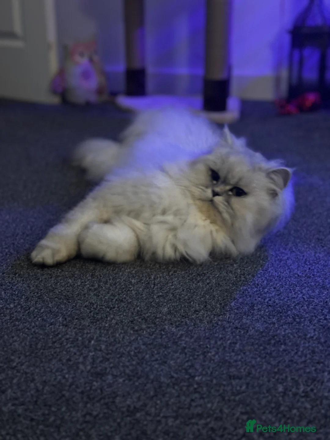 Gallery Image {{count}}