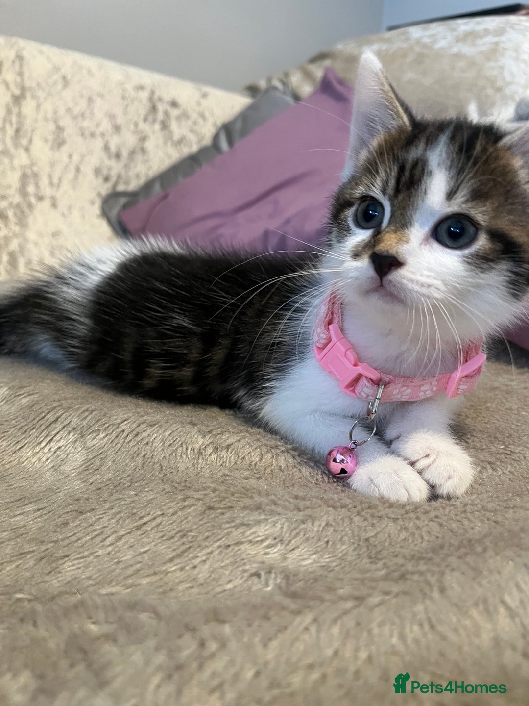 Domestic Shorthair cats for sale: Beautiful Female kitten  - Image 4
