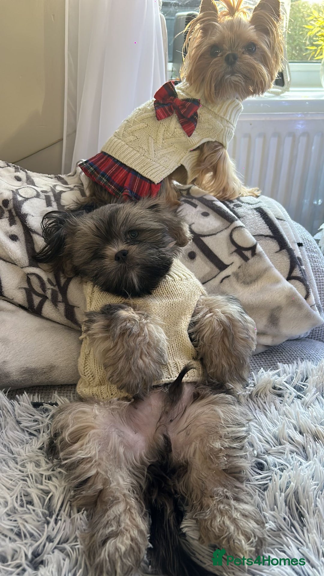 Shih Tzu dogs for sale: SHIT TZU grey puppy - Advert 14