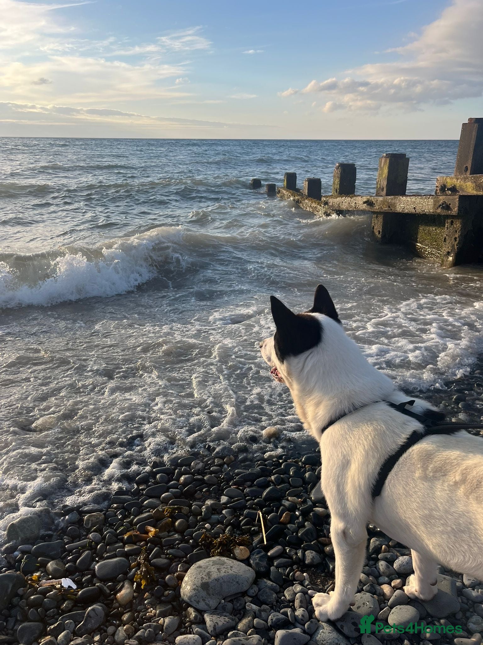 Akita dogs for sale: Kizzer in Penmaenmawr - Advert 4
