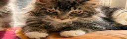 Maine Coon cats for sale: Stunning Gccf reg maine coon kittens  - Advert 5