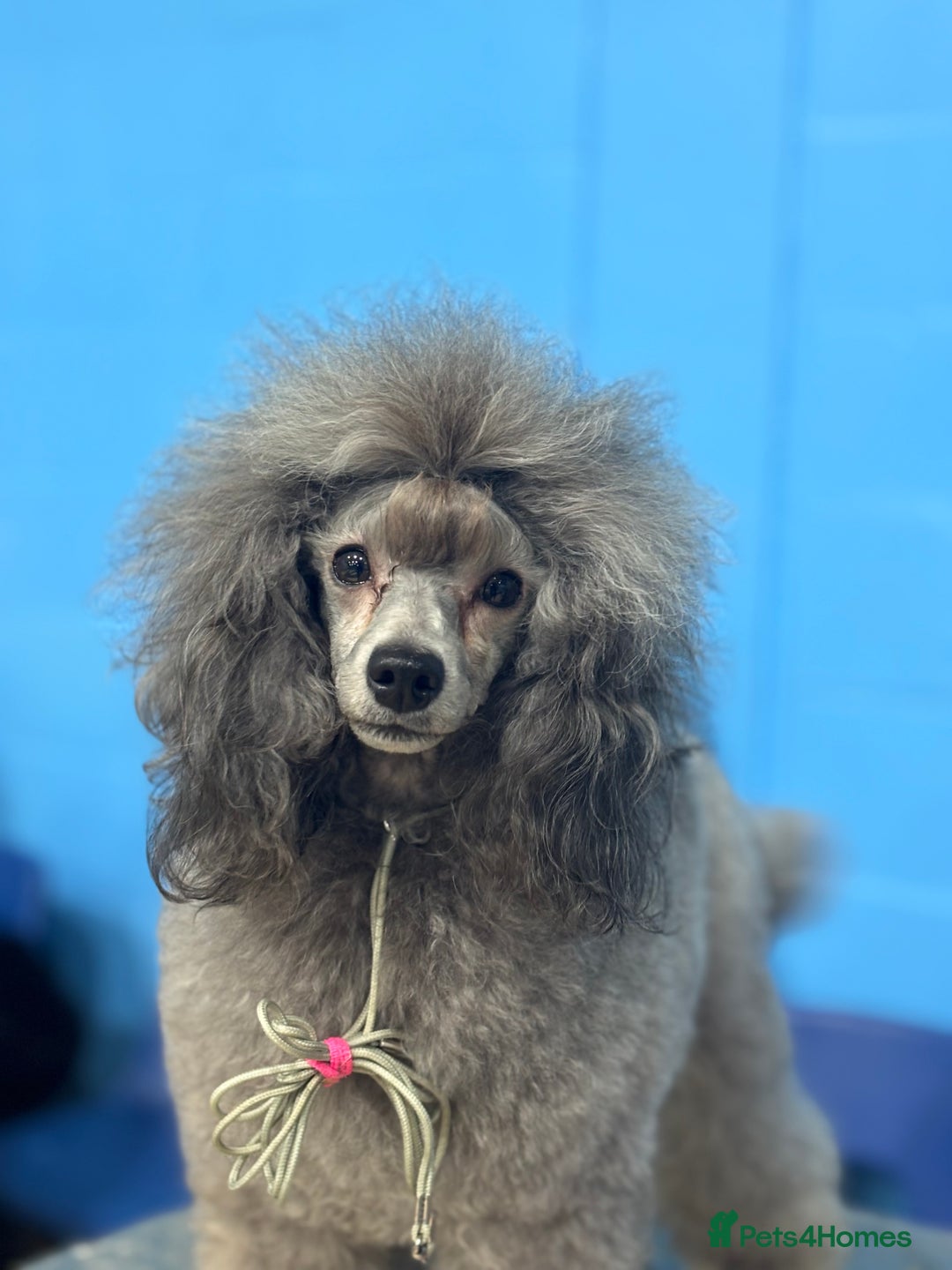 Miniature Poodle dogs for stud: Incredible silver stud✨ - Advert 1