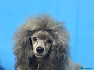 Miniature Poodle dogs Incredible silver stud✨ - Advert 6