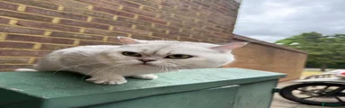 British Shorthair Kitten 4