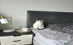 Mixed Breed cats for sale: 💔 Heartbreaking Rehoming – Manchester - Image 8