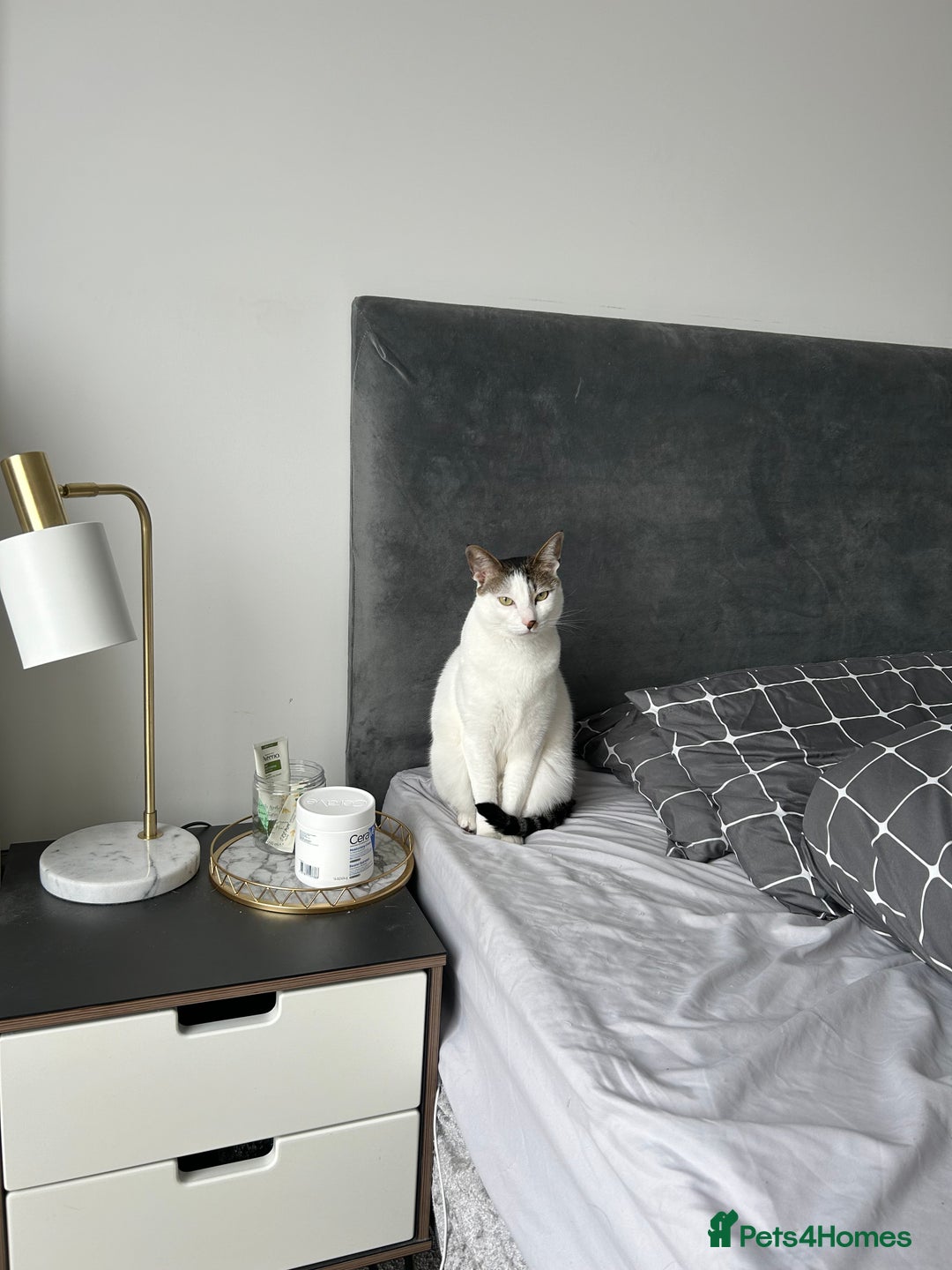 Mixed Breed cats for sale: 💔 Heartbreaking Rehoming – Manchester - Image 8