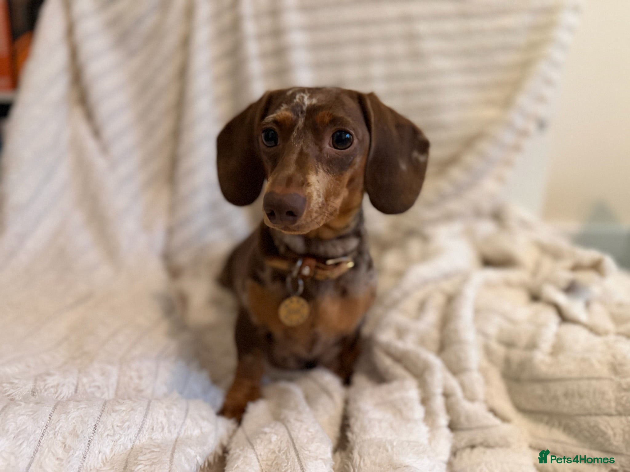 Miniature Dachshund dogs KC Miniature Dachshund Puppies –Chocolate & Dapple - Advert 2