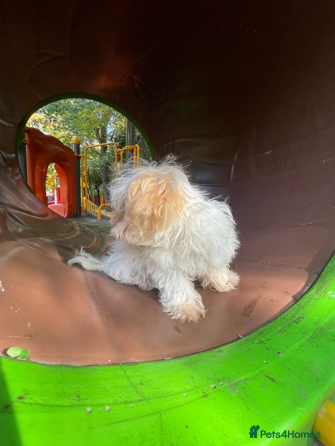 Maltipoo dogs for sale: Beautiful Korean Maltipoo Puppies–3 Girls &2 Boys  - Advert 24