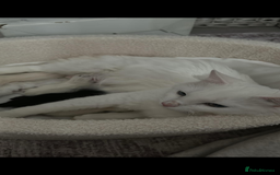 Domestic Shorthair cats for sale: Beautiful litter of kittens 2 male one female  - Image 3