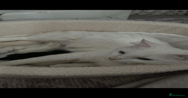 Domestic Shorthair cats - Advert 1