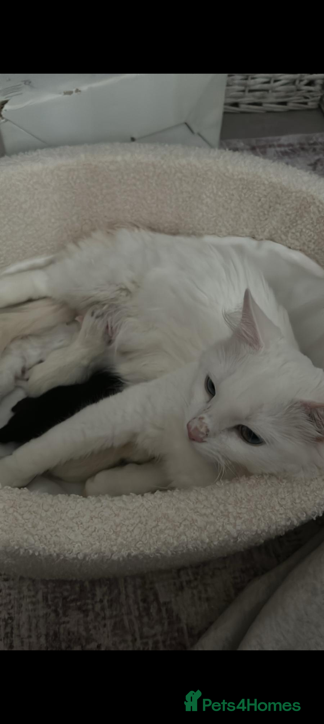 Domestic Shorthair cats for sale: Beautiful litter of kittens 2 male one female  - Image 3