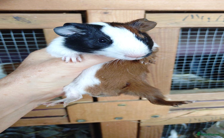 Guinea Pig rodents - Advert 17