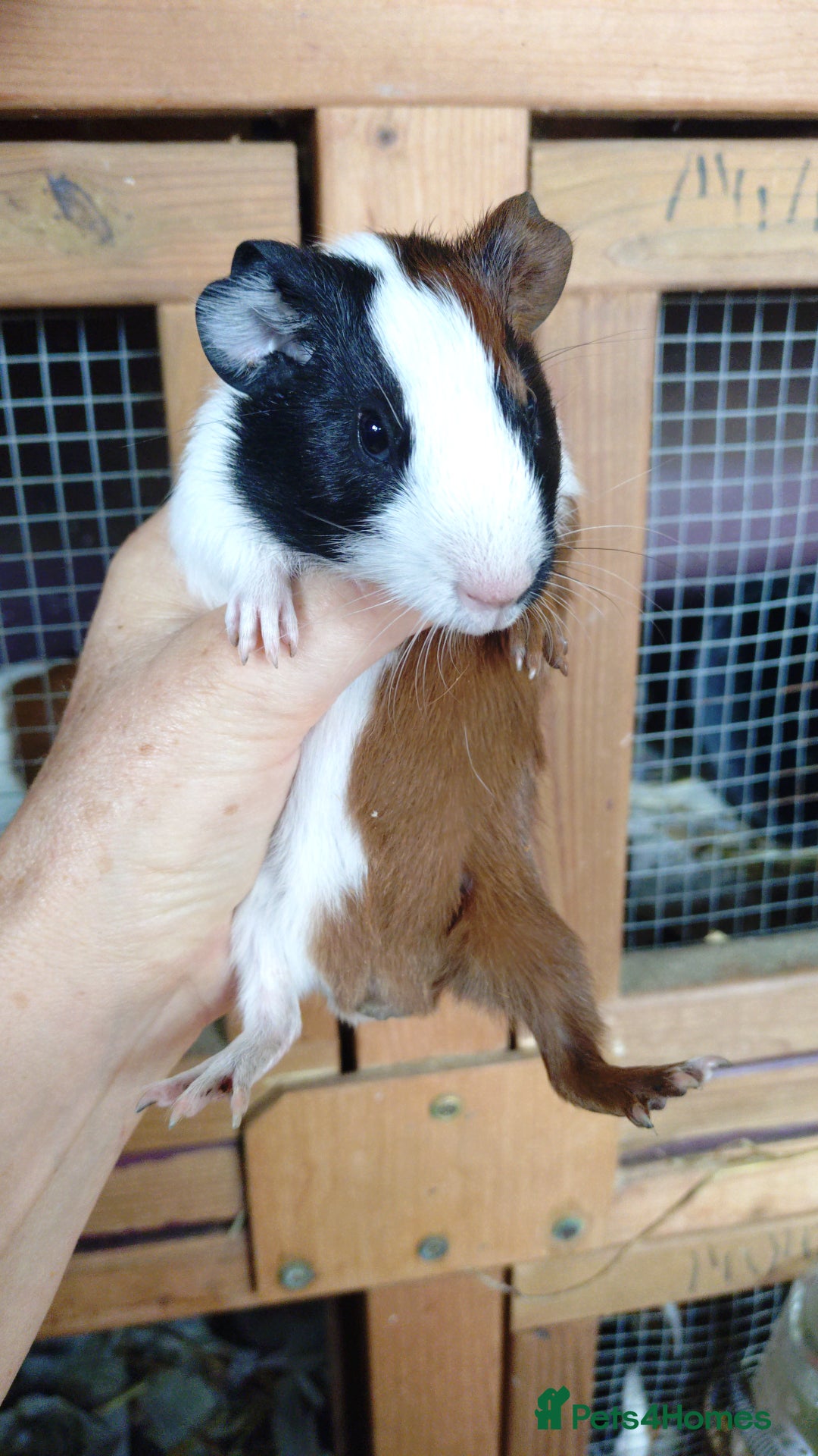 Guinea Pig rodents for sale: Baby males and females guinea pig  - Image 2