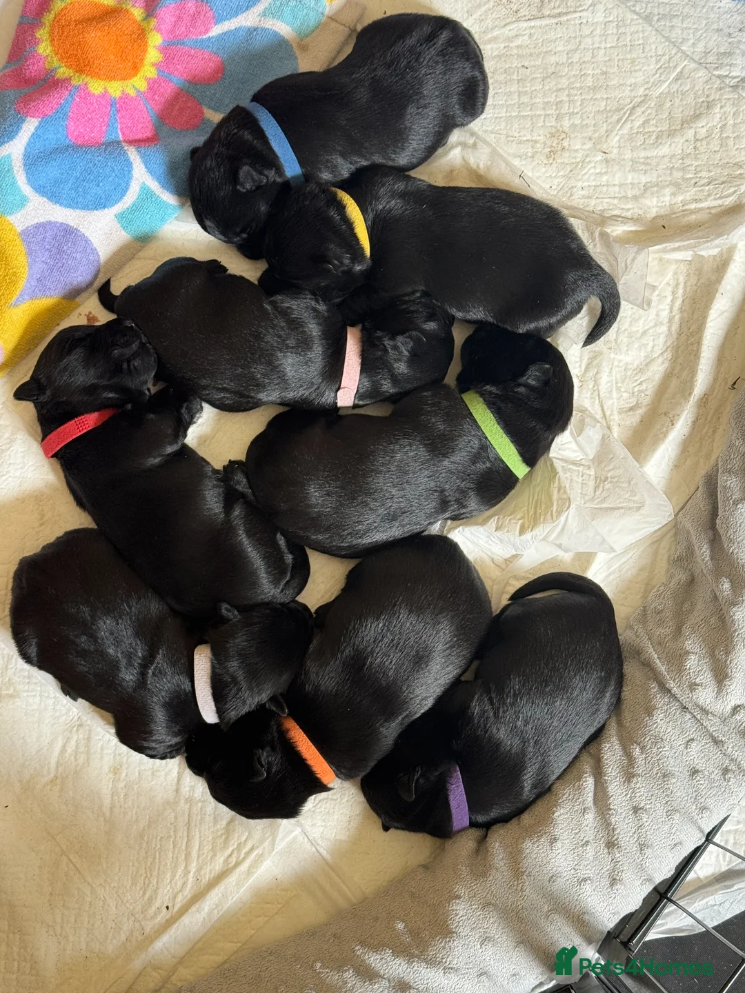 Scottish Terrier dogs for sale: Scottish Terrier, Scottie Dog - Advert 5