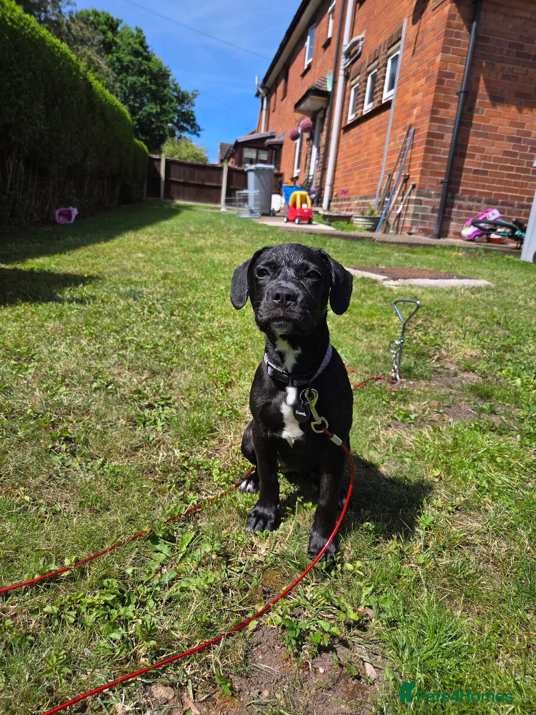 Mixed Breed dogs for sale: Luna Little Legs 6 months  - Advert 1