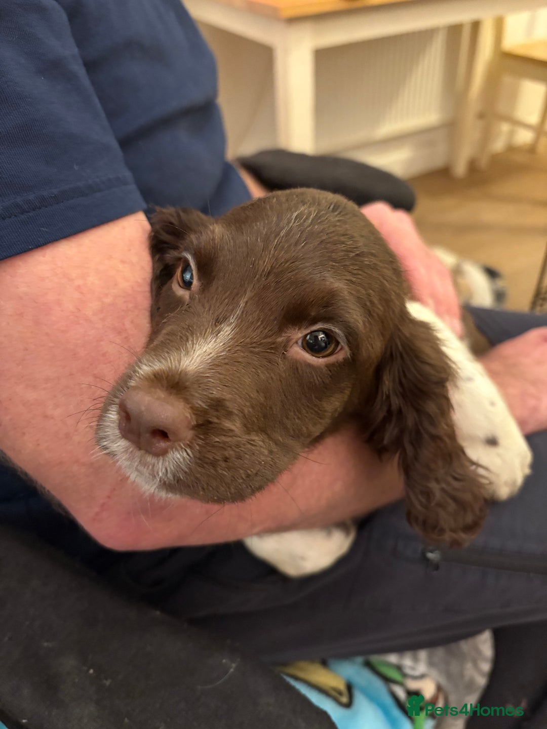 English Springer Spaniel dogs for sale: Two female pups left from a litter of 10 - Advert 6