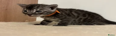 Charcoal Rosetted Male (orange)