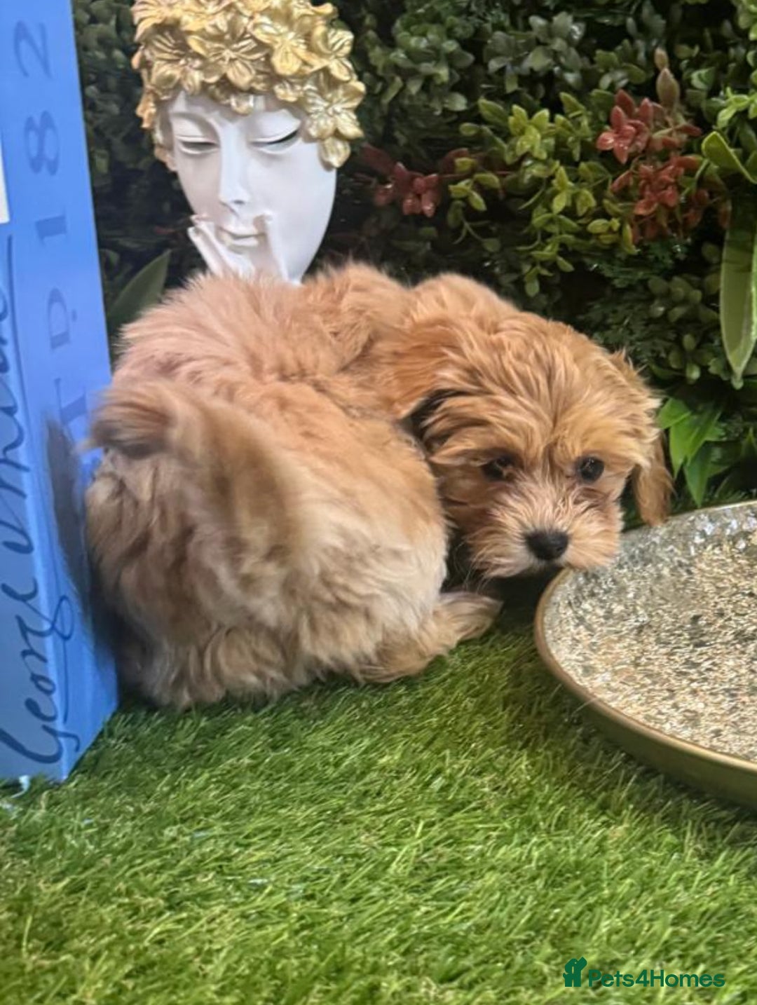 Maltipoo dogs for sale: Beautiful Korean Maltipoo Puppies–3 Girls &2 Boys  - Advert 11