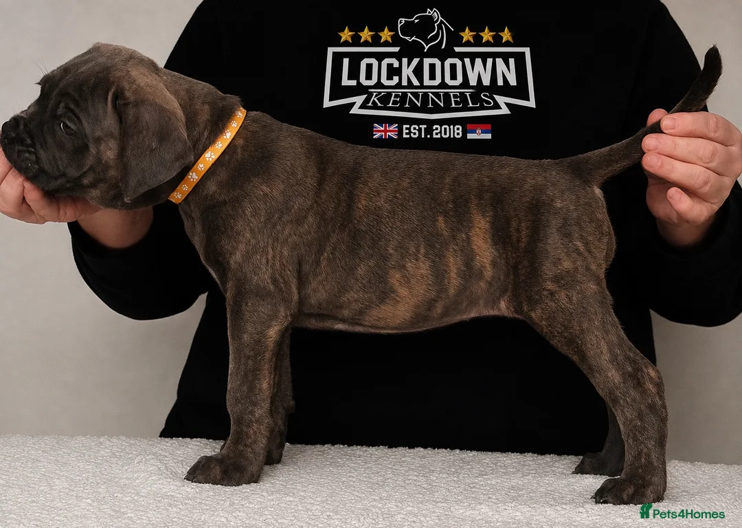 Cane Corso dogs for sale: Ready next week‼️ 2 Exceptional girls  - Advert 1