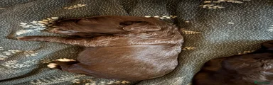 Cocker Spaniel 1