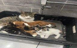 Mixed Breed cats for sale: Beautiful Fluffy Kittens  - Image 1