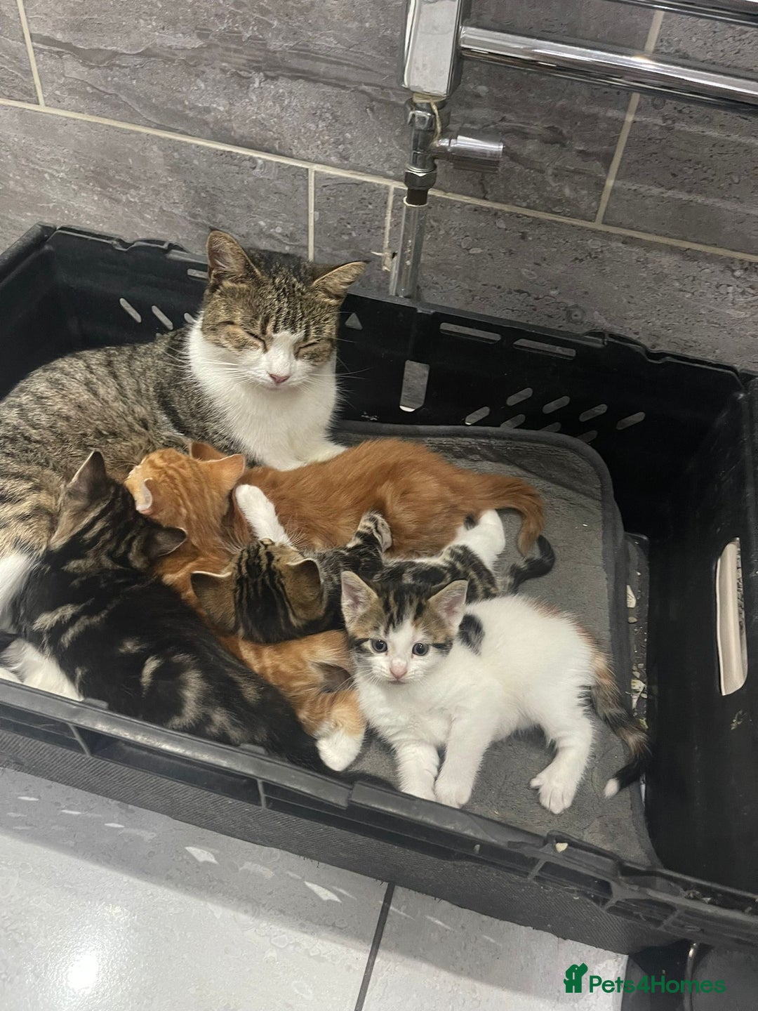 Mixed Breed cats for sale: Beautiful Fluffy Kittens  - Image 1
