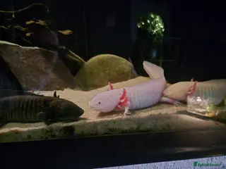 Other/Mixed Breed fish 3 axolotls - Advert 10
