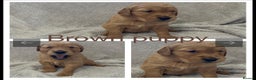 Golden Retriever dogs for sale: KC DNA tested gorgeous golden retriever puppies  - Advert 5