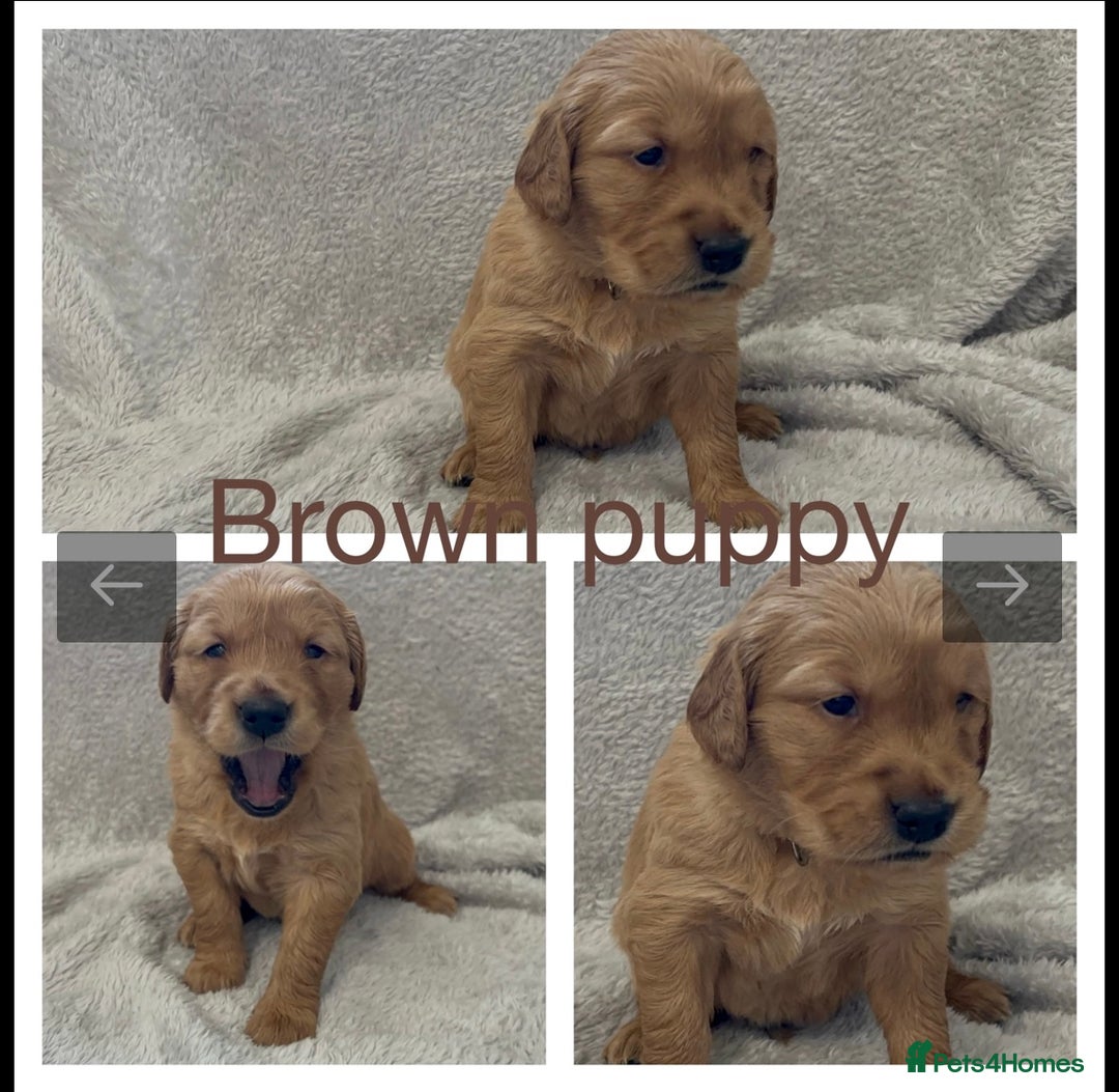Golden Retriever dogs for sale: KC DNA tested gorgeous golden retriever puppies  - Advert 5