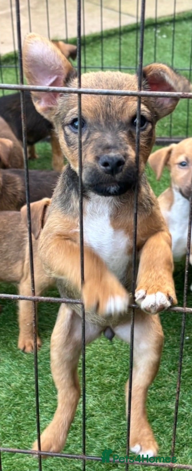 Patterjack dogs Only 1 left Patterdale x jack russell  - Advert 3