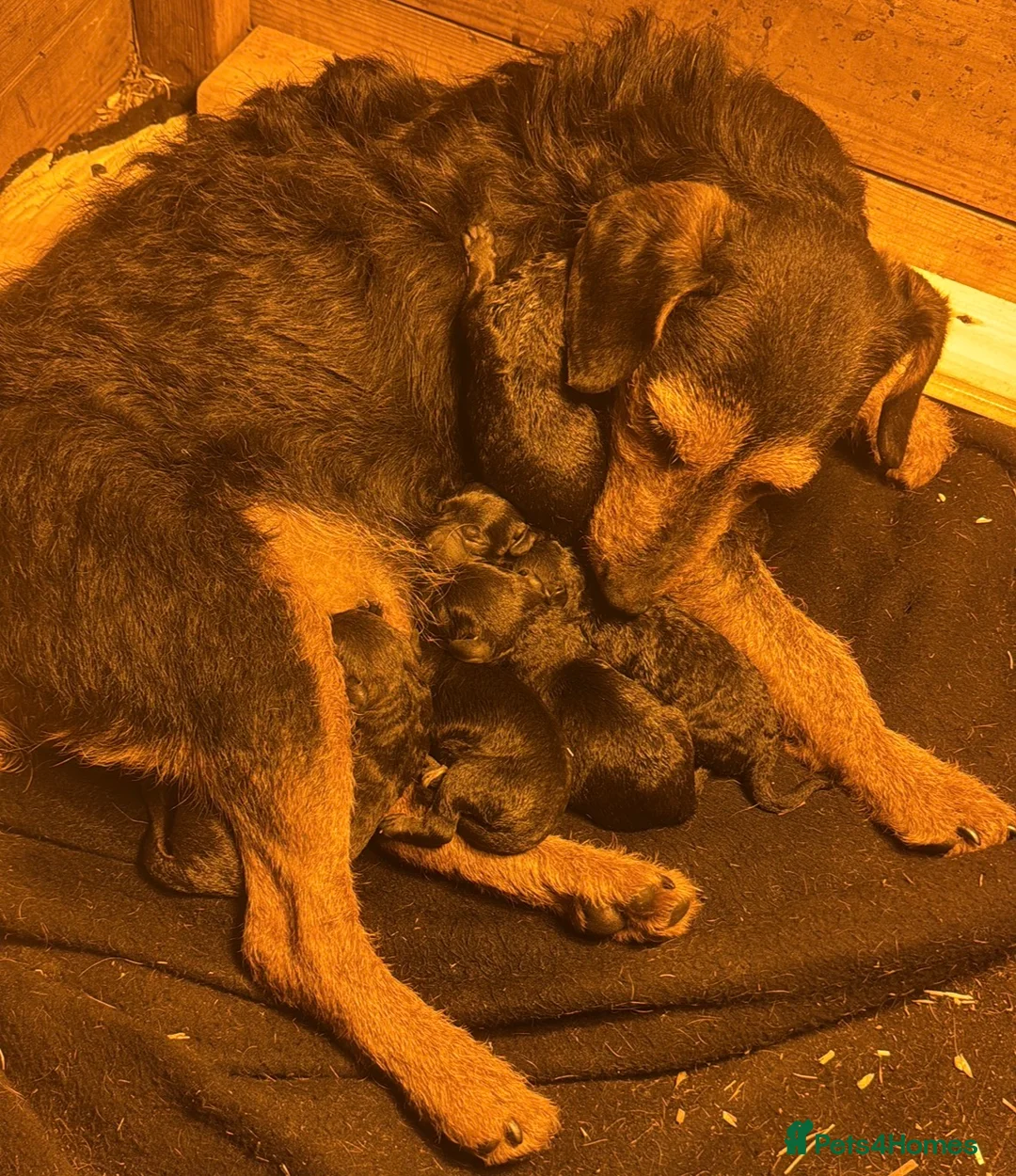 Mixed Breed dogs for sale: Cross Lakeland terrier puppies - Advert 5