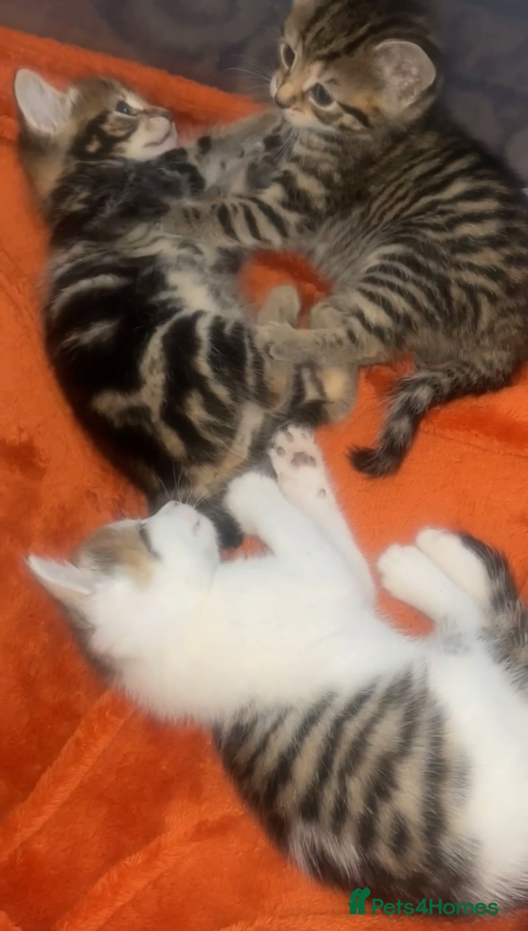 Mixed Breed cats for sale: Tabby kittens - Image 1