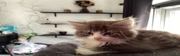 Mixed Breed cats for sale: Fluffy mixed breed Kittens - Advert 10
