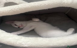 Turkish Angora cats for sale: Turkish Angora Kitten-Each ready for a loving home - Image 15