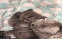 British Shorthair cats for sale: GORGEOUS BSH KITTENS in Oldham - Image 23