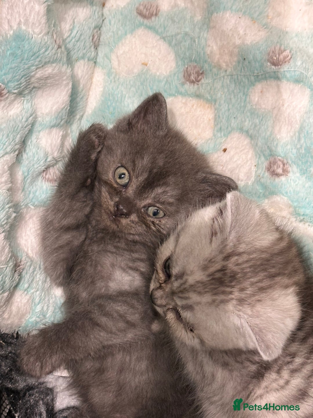 British Shorthair cats for sale: GORGEOUS BSH KITTENS in Oldham - Image 23