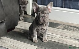 French Bulldog dogs for sale: ** French bulldogs  - Image 1
