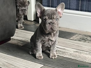 French Bulldog dogs - Advert 9