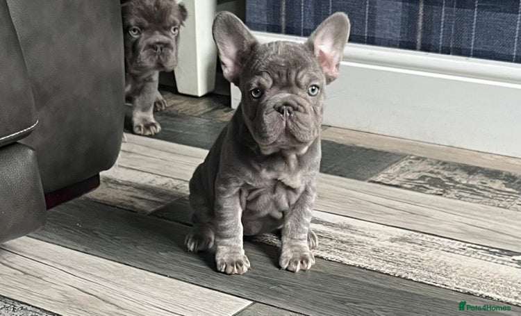 French Bulldog dogs - Advert 2