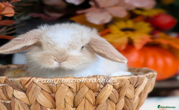 Mini Lop rabbits - Advert 9