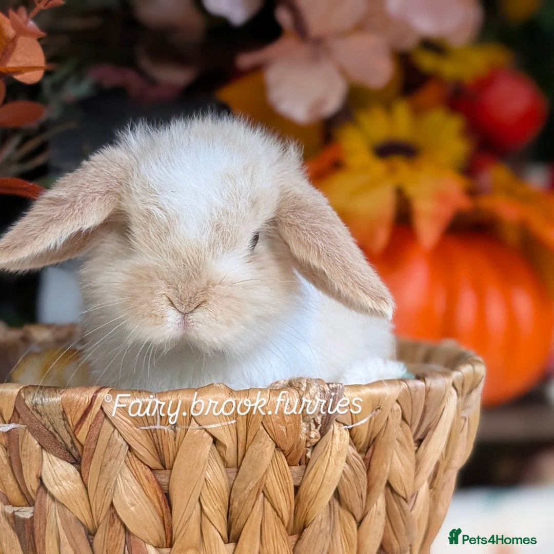Mini Lop rabbits for sale: Mini lops  - Image 1