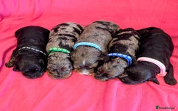 Cavapoo dogs for sale: Beautiful Phantom Merle and Phantom Cavapoos - Image 4