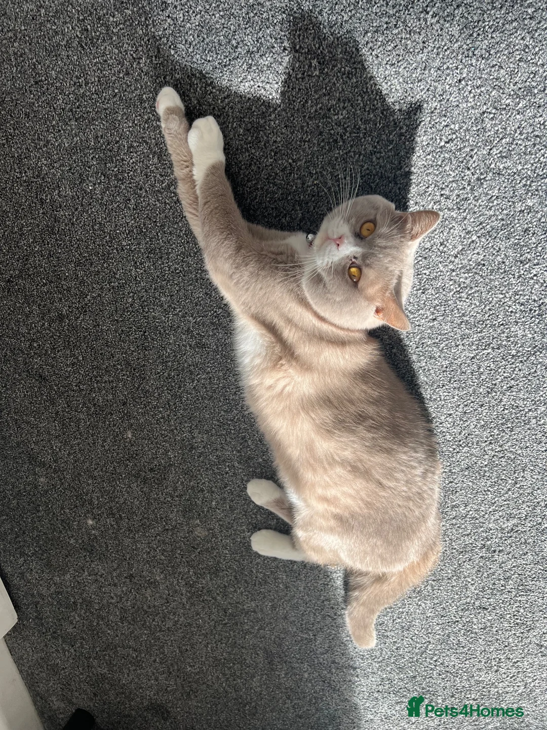 British Shorthair cats for sale: 🐾 Male British Shorthair Cat for Sale 🐾 in Dewsbury - Advert 8