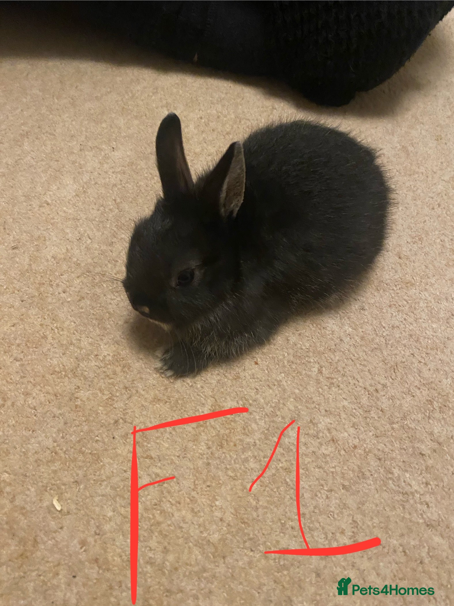 Mixed Breed rabbits Baby neatherland dwarfs - Advert 6