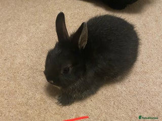 Mixed Breed rabbits Baby neatherland dwarfs - Advert 3