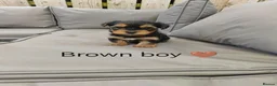 Yorkshire Terrier dogs for sale: Beautiful Yorkshire Terrier Puppies  in Downpatrick - Advert 5