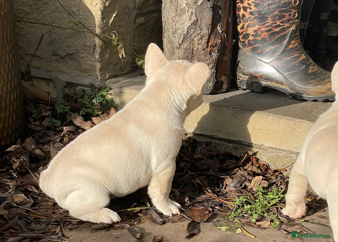 French Bulldog dogs for sale: KC REGISTERED QUALITY FRENCH BULLDOG PUPPIES  - Advert 9