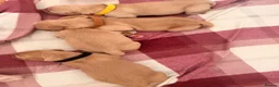 Golden Retriever dogs for sale: Perfect Golden Retriever Litter - Advert 20