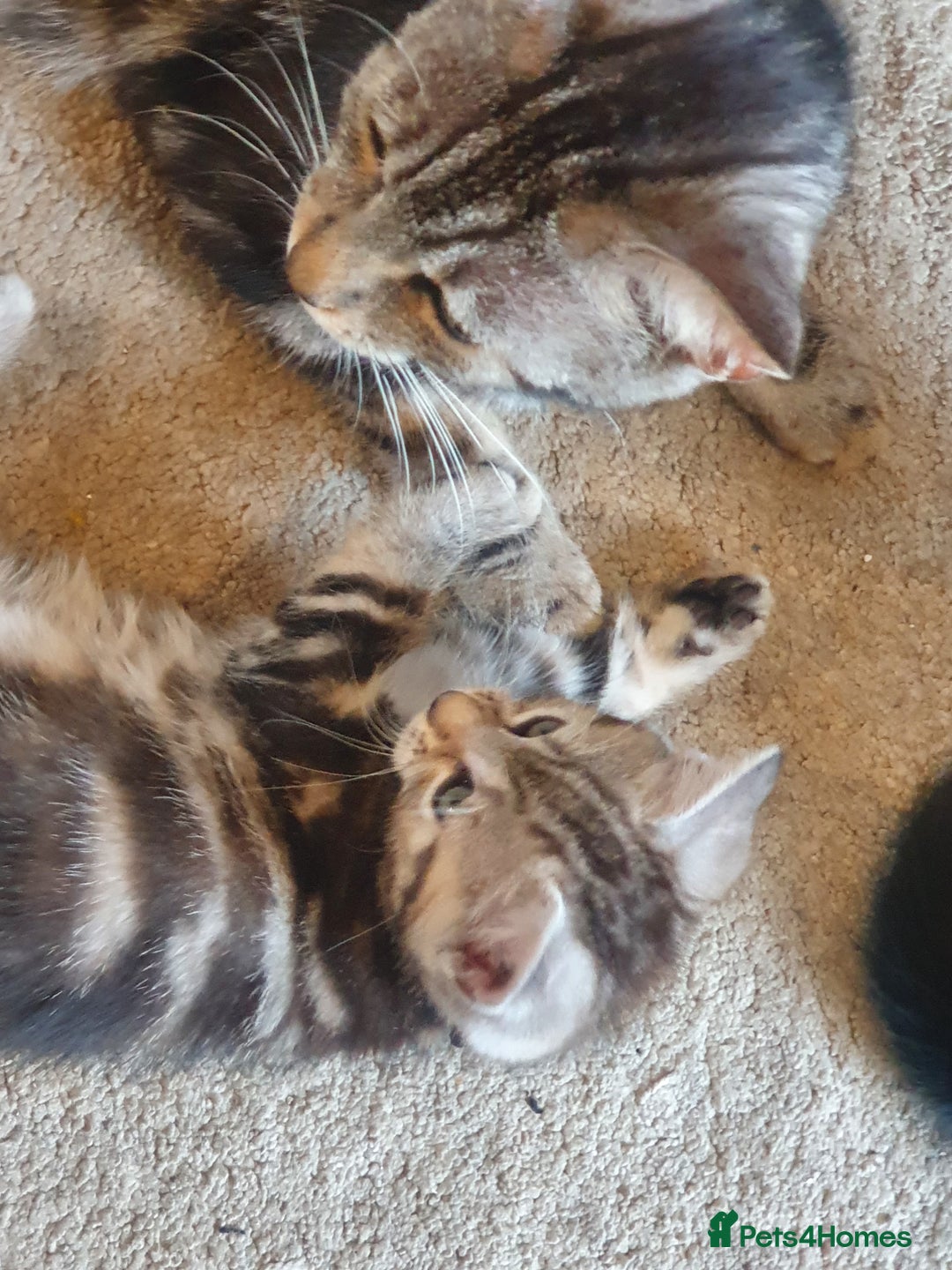 Maine Coon cats for sale: Maine coon x marble bengal unique kittens - Image 7
